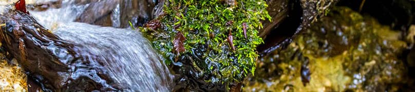 Origine de l'eau
