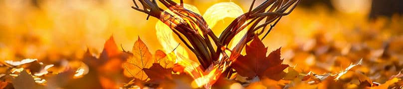 Éviter de brûler les feuilles mortes